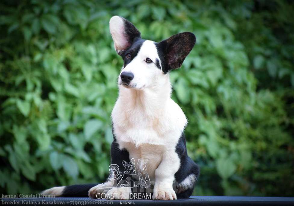 Собаки в Москве: Вельш корги кардиган (девочка) Девочка, 40 000 руб. - фото 3