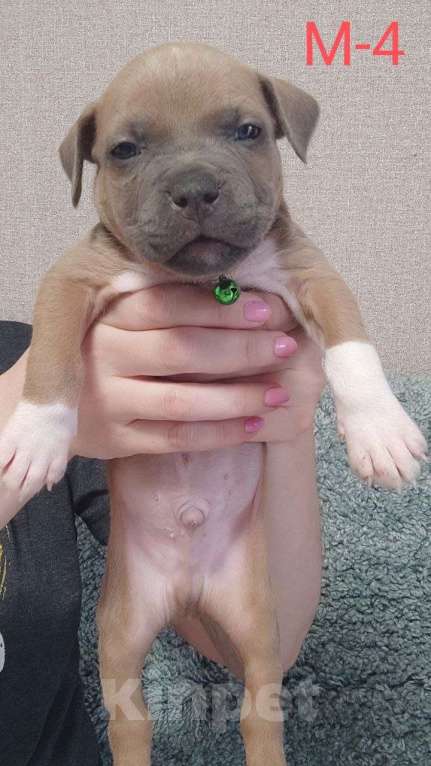 Собаки в Самаре: Щенки Амерeканcкого Стаффoрдширcкогo Tepьeра Мальчик, 40 000 руб. - фото 2