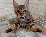 Кошки в Лыткарино: Котенок бенгальской породы 3 мес Мальчик, 15 000 руб. - фото 1
