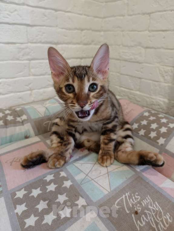 Кошки в Лыткарино: Котенок бенгальской породы 3 мес Мальчик, 15 000 руб. - фото 1