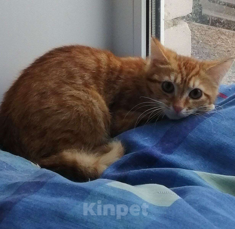 Кошки в Вологде: Котёнок  Мальчик, Бесплатно - фото 1