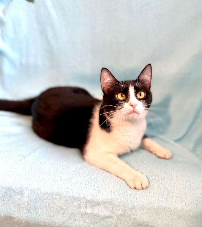 Кошки в Москве: Шакшука, кошка из мультика Девочка, Бесплатно - фото 1