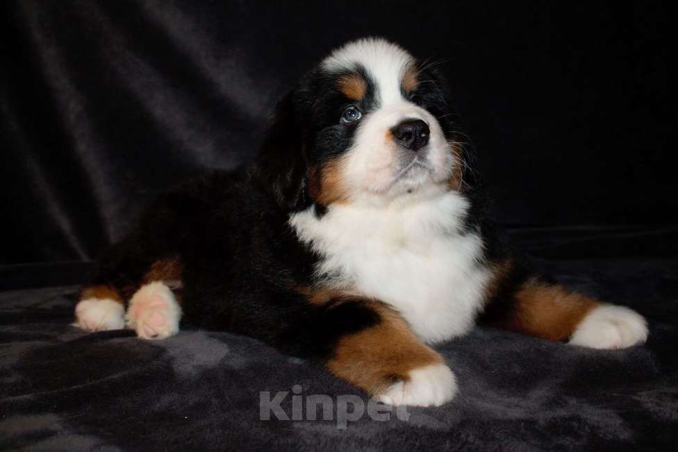 Собаки в других городах Московской области: Бернский зенненхунд Девочка, 50 000 руб. - фото 5