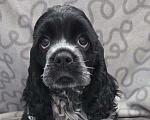 Собаки в Новороссийске: Кокер спаниель щенок Девочка, 55 000 руб. - фото 2