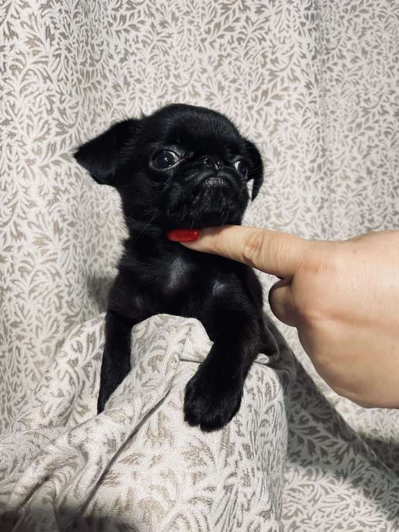 Собаки в Казани: Щеночек пти брабансончик Девочка, 100 000 руб. - фото 4