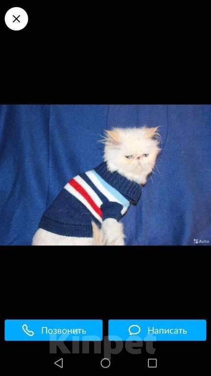 Кошки в Ливны: Персидский ласковый котенок, 15 000 руб. - фото 1