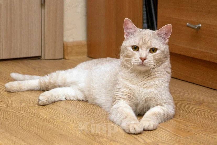 Кошки в Реутове: Взрослый кот в добрые руки Мальчик, Бесплатно - фото 1