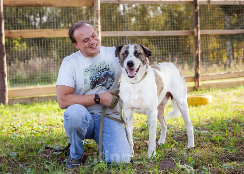 Собаки в Москве: Супер-ласковый парень в добрые руки! Мальчик, Бесплатно - фото 9