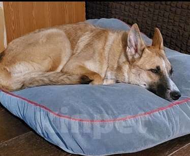 Собаки в Москве: Анфиса ищет дом! Девочка, Бесплатно - фото 3