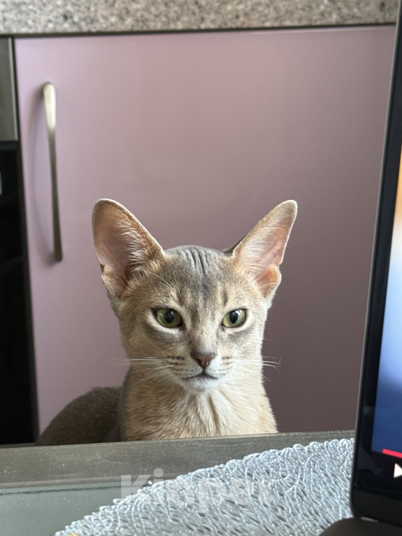 Кошки в Москве: Абиссинский кот вязка Мальчик, 6 000 руб. - фото 2