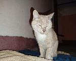 Кошки в Санкт-Петербурге: Кот или кошечка, рыжее животное Девочка, Бесплатно - фото 1