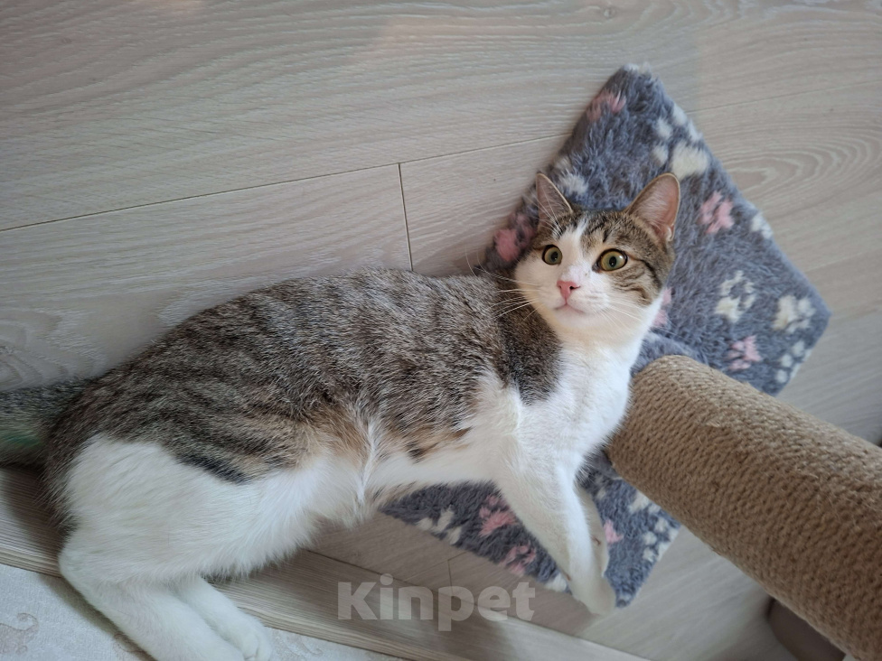 Кошки в Москве: Котик в добрые руки Мальчик, Бесплатно - фото 4