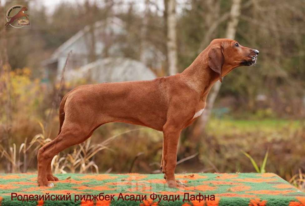 Собаки в Москве: Девочка родезийский риджбек Девочка, Бесплатно - фото 1