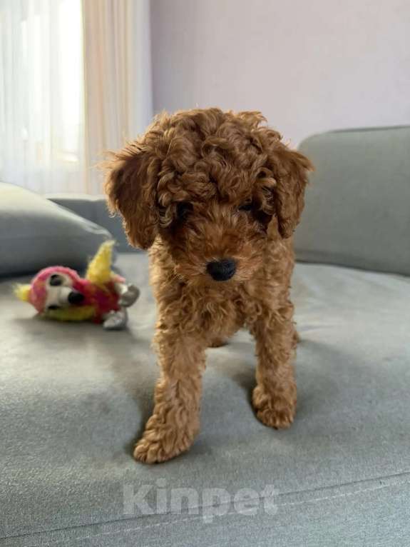 Собаки в Казани: Мальтипу щенки Мальчик, Бесплатно - фото 5