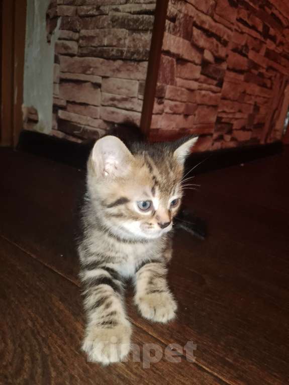 Кошки в Москве: Котята в добрые руки Мальчик, Бесплатно - фото 9