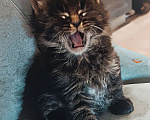 Кошки в Шатуре: Мей-кун котенок Девочка, 10 000 руб. - фото 6