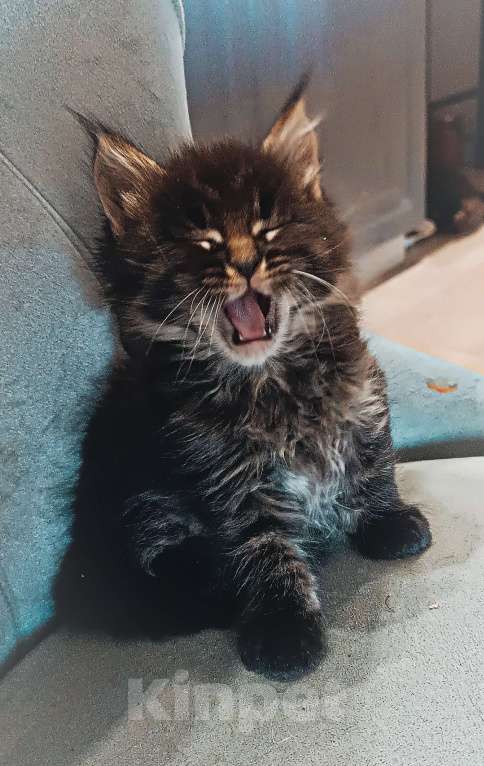 Кошки в Шатуре: Мей-кун котенок Девочка, 10 000 руб. - фото 6
