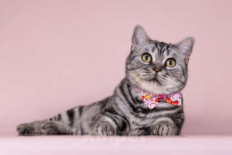 Кошки в Москве: Шотландская мраморная кошка Моника в добрые руки Девочка, 10 руб. - фото 5