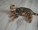 Кошки в Москве: Бенгальский мальчишка с  родословной (в наличии) Мальчик, 40 000 руб. - фото 8