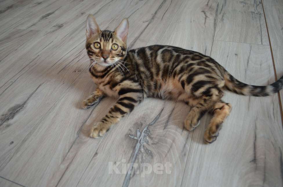 Кошки в Москве: Бенгальский мальчишка с  родословной (в наличии) Мальчик, 40 000 руб. - фото 8