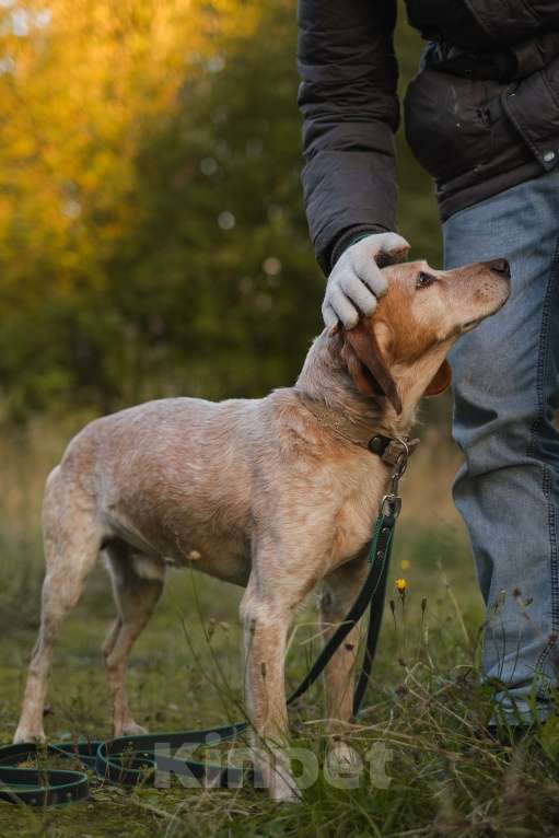 Собаки в Санкт-Петербурге: Персик из приюта в добрые руки Мальчик, Бесплатно - фото 3