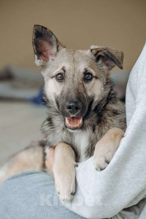 Собаки в Москве: Щенок бесплатно в Москве Девочка, Бесплатно - фото 4