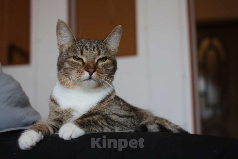 Кошки в Люберцах: Умная полосатая кошечка Девочка, Бесплатно - фото 5