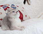 Кошки в Москве: Голубой золотистый британский котенок Мальчик, 80 000 руб. - фото 2