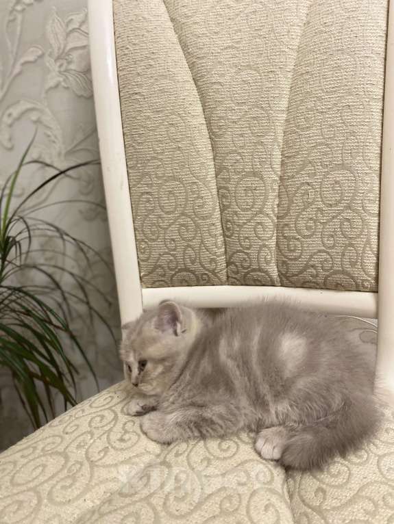 Кошки в Белгороде: Котята шотландцы  Мальчик, 10 000 руб. - фото 6