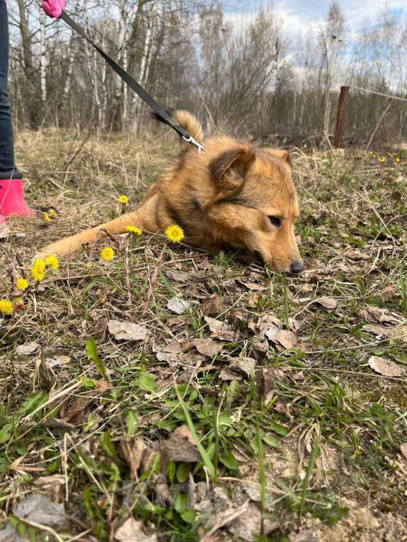 Собаки в Москве: Агат тоскует без людей Мальчик, Бесплатно - фото 4