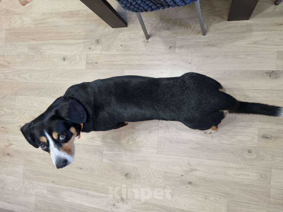 Собаки в Москве: Вязка кобеля Мальчик, Бесплатно - фото 8