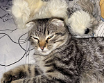 Кошки в Ростове-на-Дону: отдам котенка 3-4 мес Мальчик, Бесплатно - фото 1