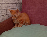 Кошки в Ижевске: Мейн кун (кошка) Девочка, 7 000 руб. - фото 2