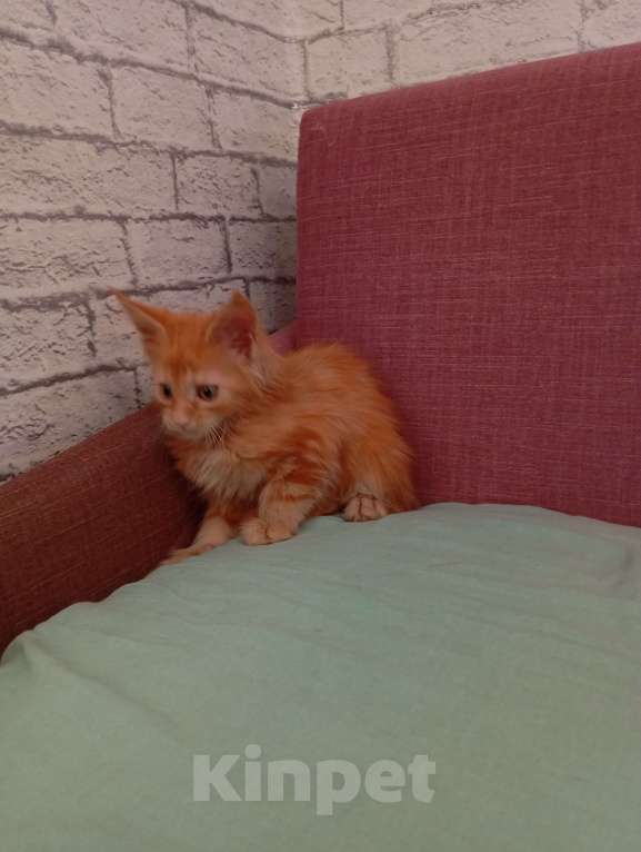 Кошки в Ижевске: Мейн кун (кошка) Девочка, 7 000 руб. - фото 2