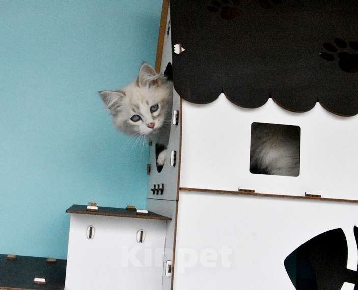 Кошки в Москве: Синеглазый сибирский котик Мальчик, Бесплатно - фото 2