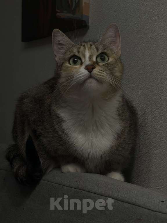 Кошки в Новосибирске: Кошечку в добрые руки Девочка, Бесплатно - фото 2