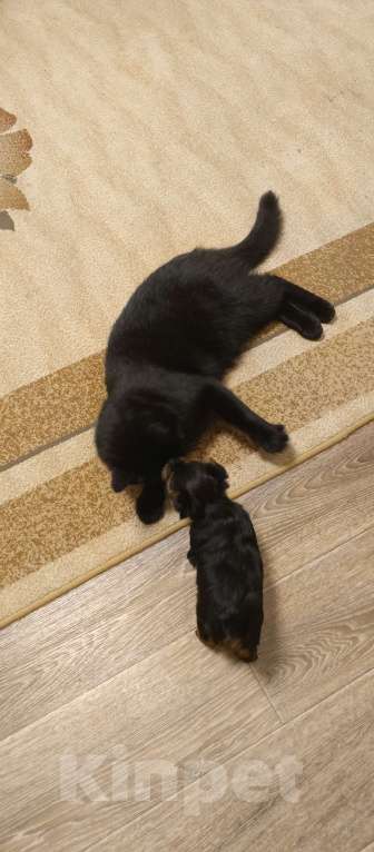 Собаки в Тюмени: Продам щенка  Девочка, 28 000 руб. - фото 3