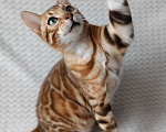 Кошки в Владивостоке: Бенгальский котик Мальчик, 65 000 руб. - фото 2