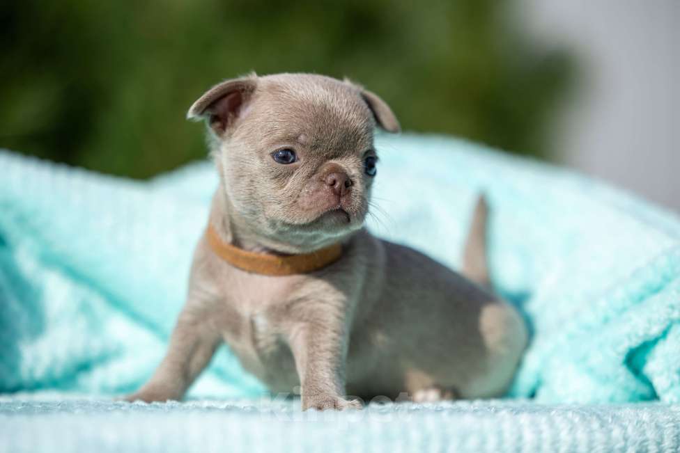 Собаки в Ижевске: Арчи Мальчик, 65 000 руб. - фото 4