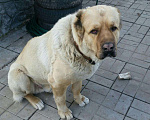 Собаки в Иваново: Свидание., Бесплатно - фото 1
