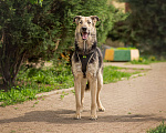 Собаки в Москве: Мальчик из приюта Боцман, добряк в дом Мальчик, 10 руб. - фото 7