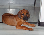Собаки в Одинцово: Мальчик родезийский риджбек петкласс Мальчик, Бесплатно - фото 6