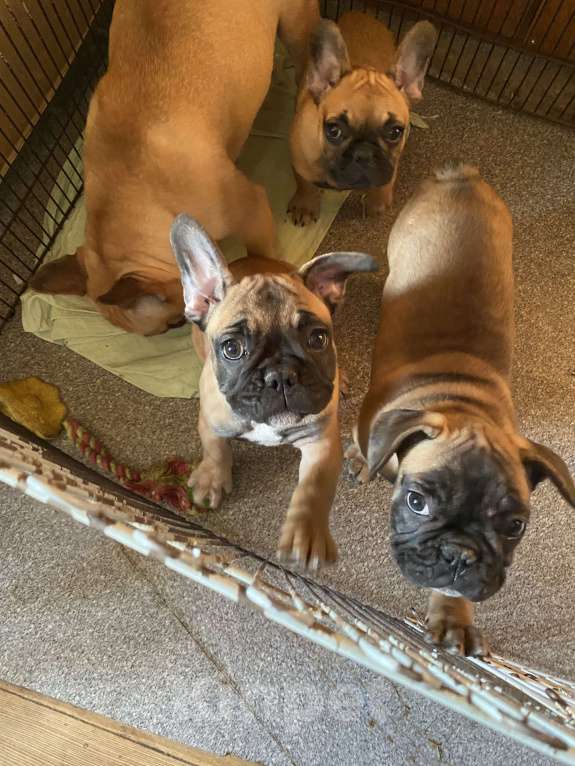 Собаки в Санкт-Петербурге: Шикарный мальчишка рыжего окраса  Мальчик, 45 000 руб. - фото 5