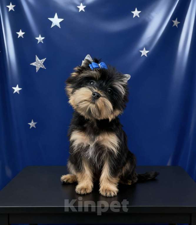 Собаки в Москве: Крупный йорк мальчик стандарт нежный Мальчик, 35 000 руб. - фото 6