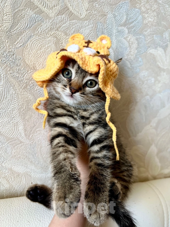 Кошки в Санкт-Петербурге: Кому котятки-ребятки??? Мальчик, Бесплатно - фото 3