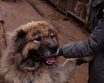 Собаки в Видном: Кавказец Кагыр, 3 года Мальчик, Бесплатно - фото 5