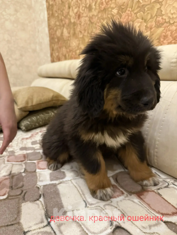 Собаки в Курске: Щенки Монгольского Банхара Разнополые, Бесплатно - фото 1