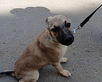 Собаки в Москве: Милые щенки в добрые руки Девочка, 1 руб. - фото 2