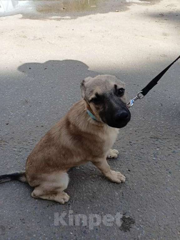 Собаки в Москве: Милые щенки в добрые руки Девочка, 1 руб. - фото 2