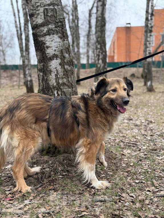 Собаки в Москве: Сима - пушинка Девочка, Бесплатно - фото 9